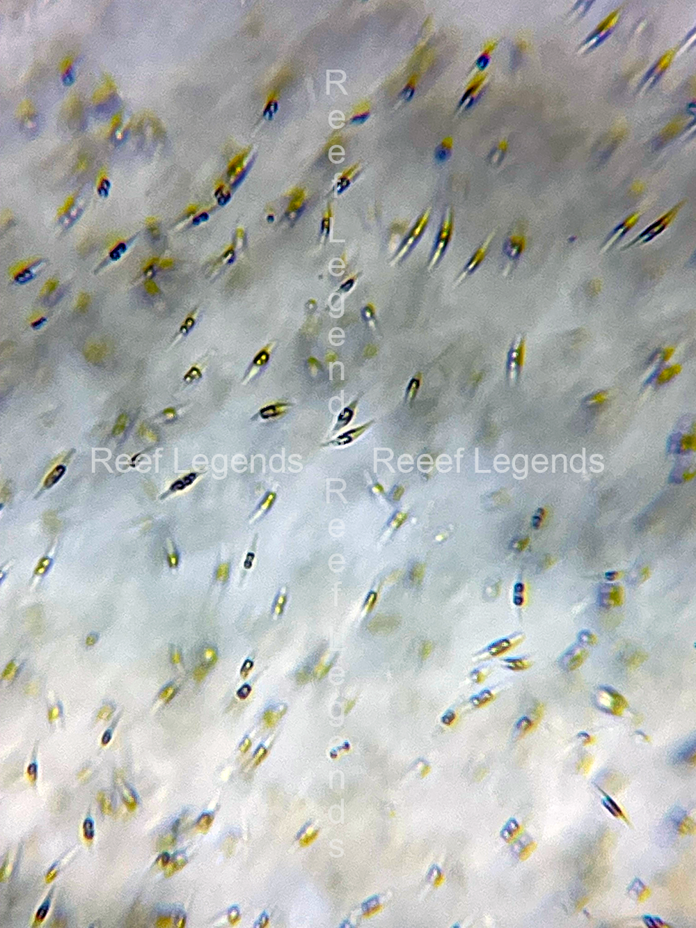 Pheaodactylum tricornutum for culturing