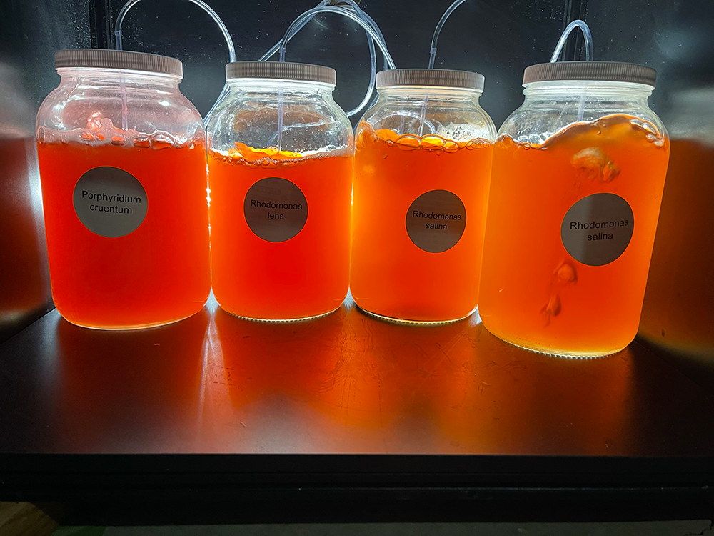 Phytoplankton & Copepod consult class