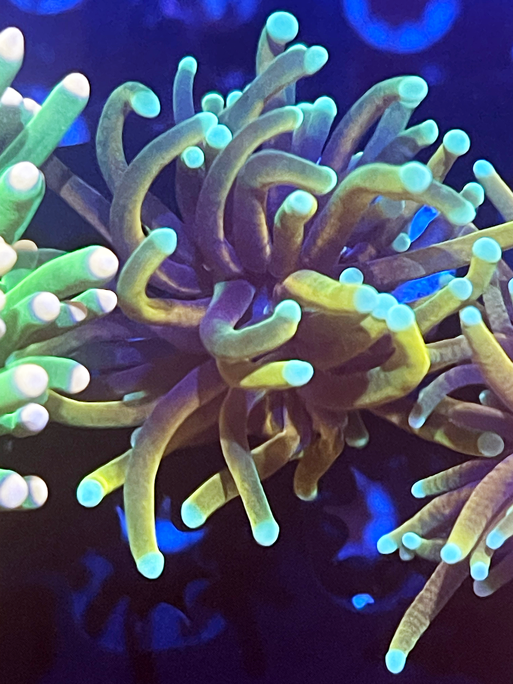 7 Pack Aquacultured Torches