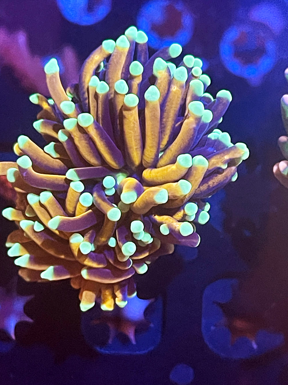 7 Pack Aquacultured Torches
