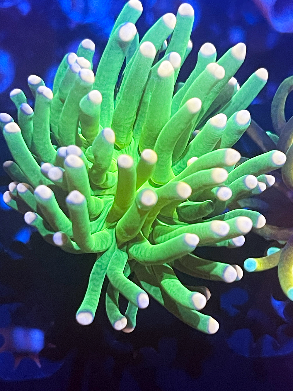 7 Pack Aquacultured Torches