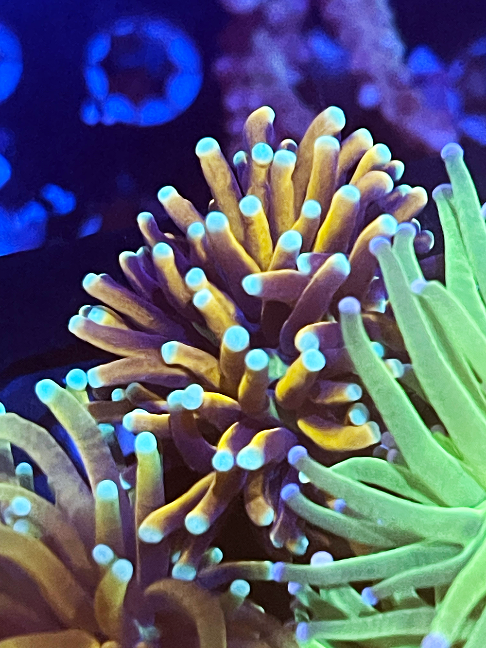 7 Pack Aquacultured Torches