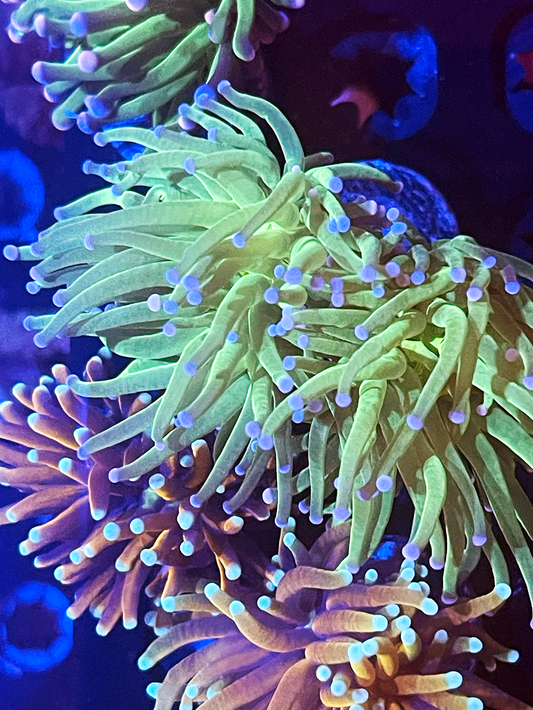 7 Pack Aquacultured Torches