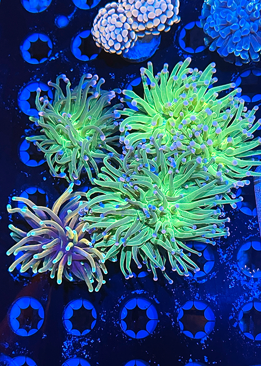 Beginner Frag Pack