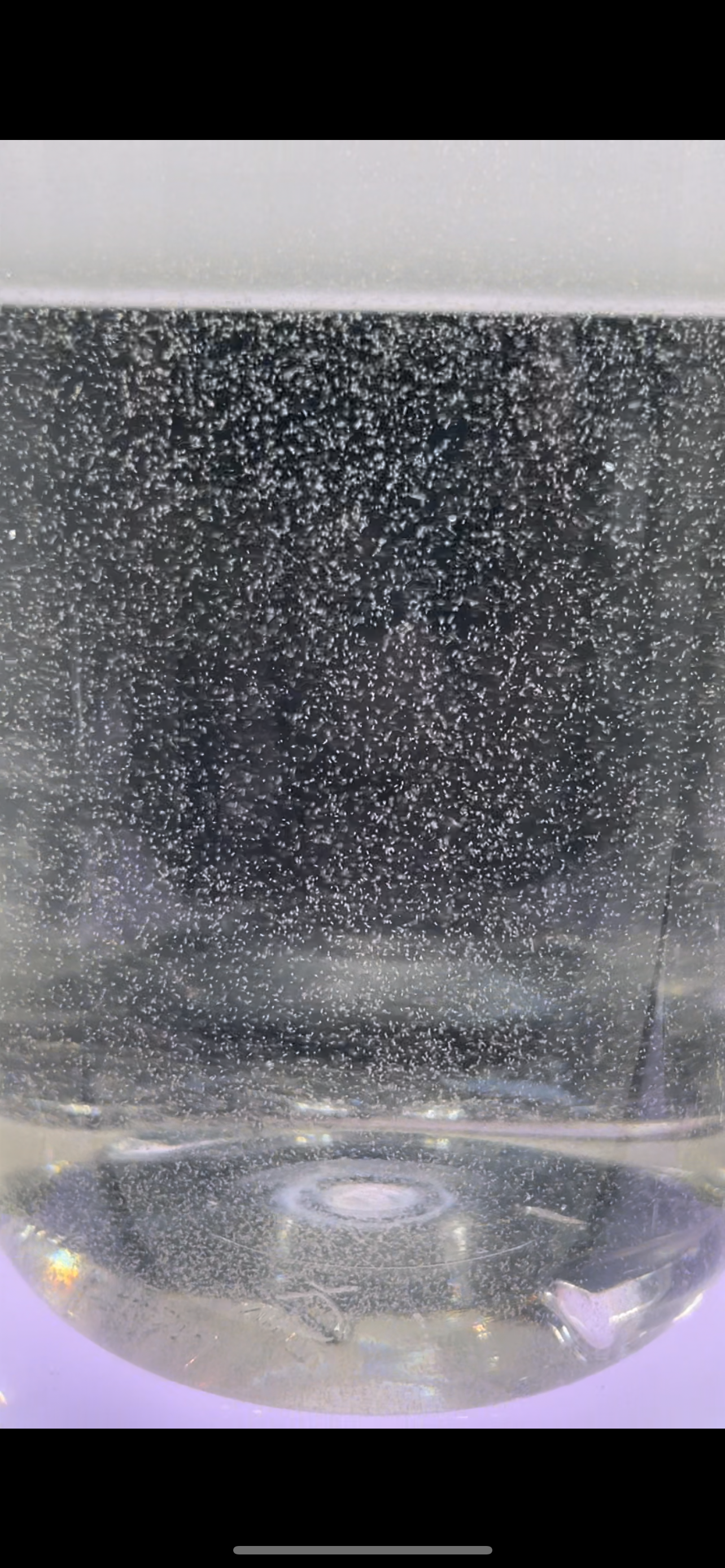 Live Marine Rotifers
