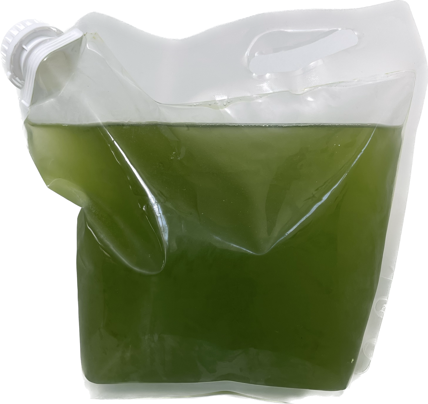 Tetraselmis chui for culturing