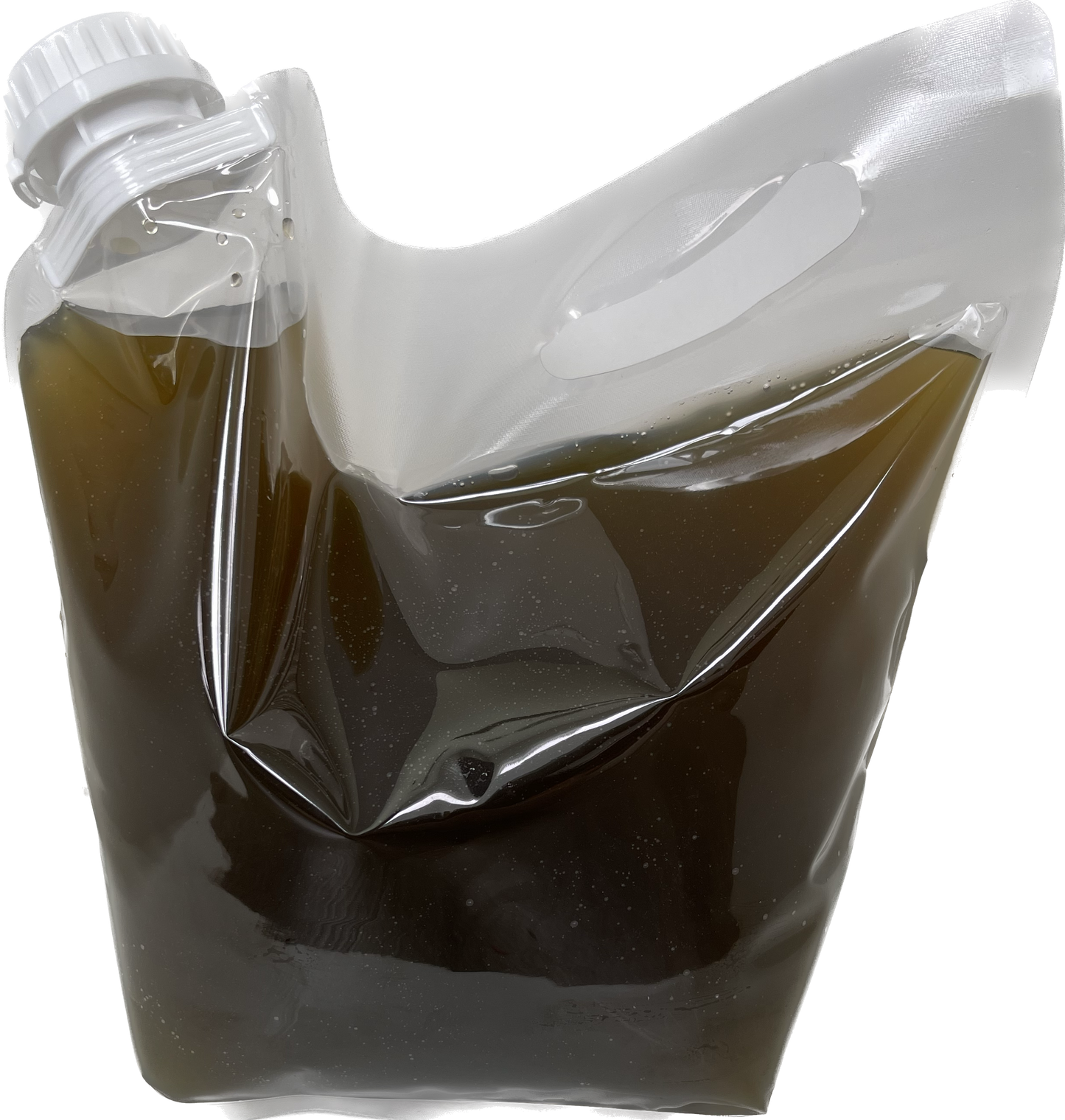 Chaetoceros calcitrans