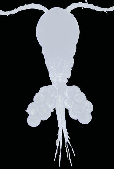 Apocyclops panamensis