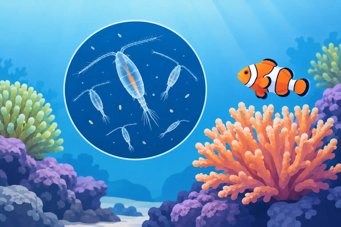 Best Copepods for Reef Tank Health and Growth
