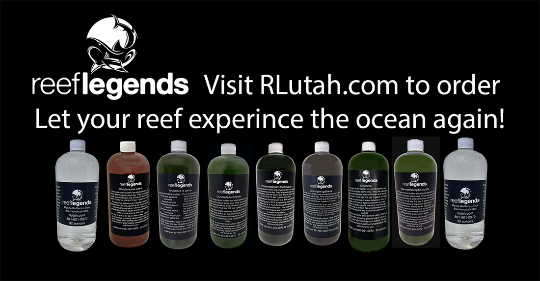 How to feed our Phytoplankton, Rotifers & Pods to your aquarium.