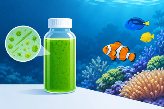 Why Live Phytoplankton for Reef Tanks Works