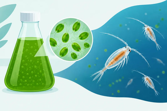 Tetraselmis Culture for Copepods Done Right