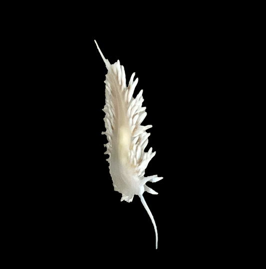 Berghia nudibranch