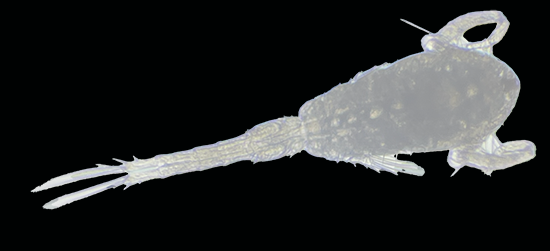 Tisbe biminiensis copepods