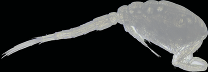 Tisbe biminiensis copepods